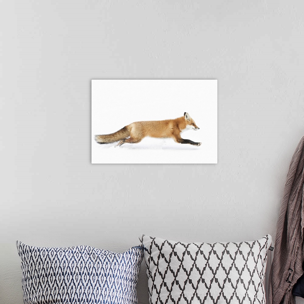 A bohemian room featuring Red Fox on The Run - Algonquin Park