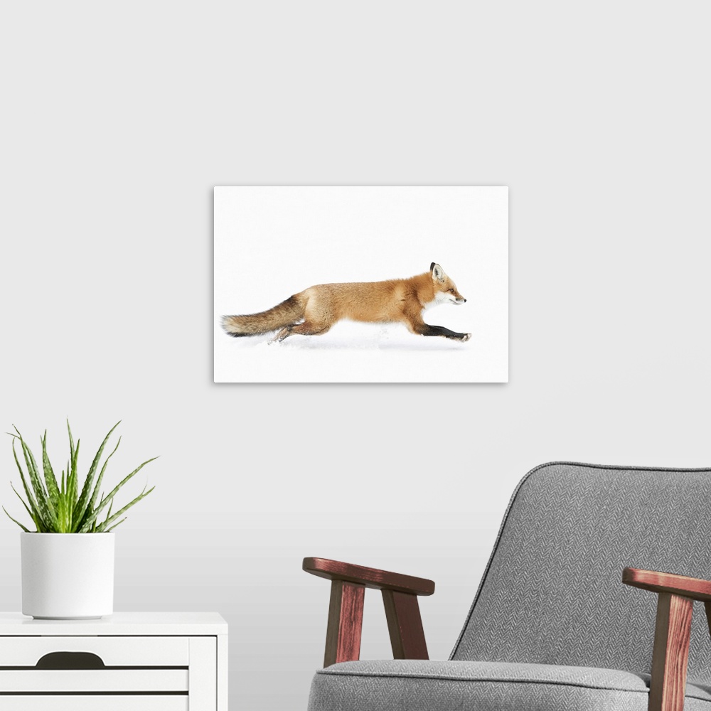 A modern room featuring Red Fox on The Run - Algonquin Park