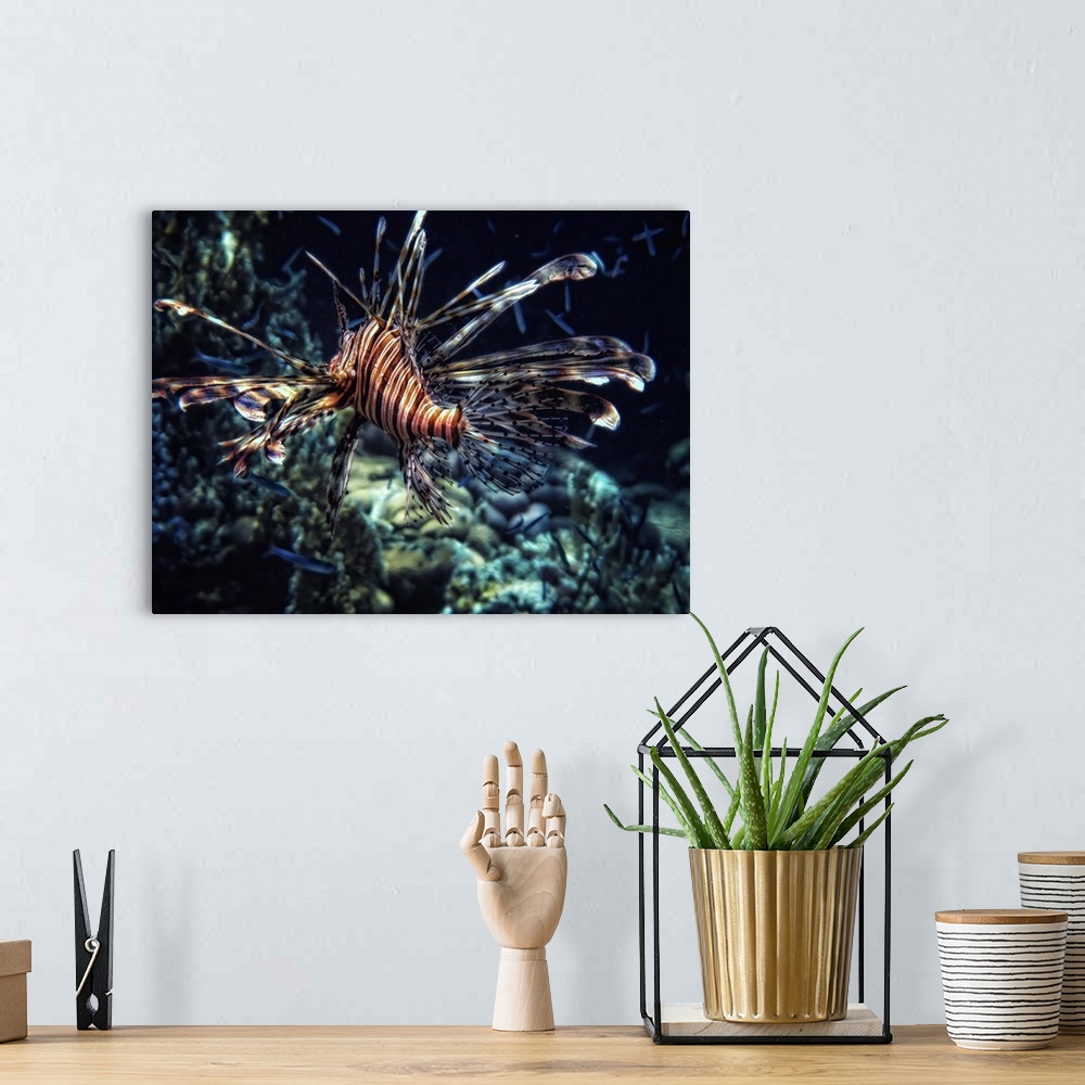 A bohemian room featuring A striped lionfish with long fins, seen from behind.
