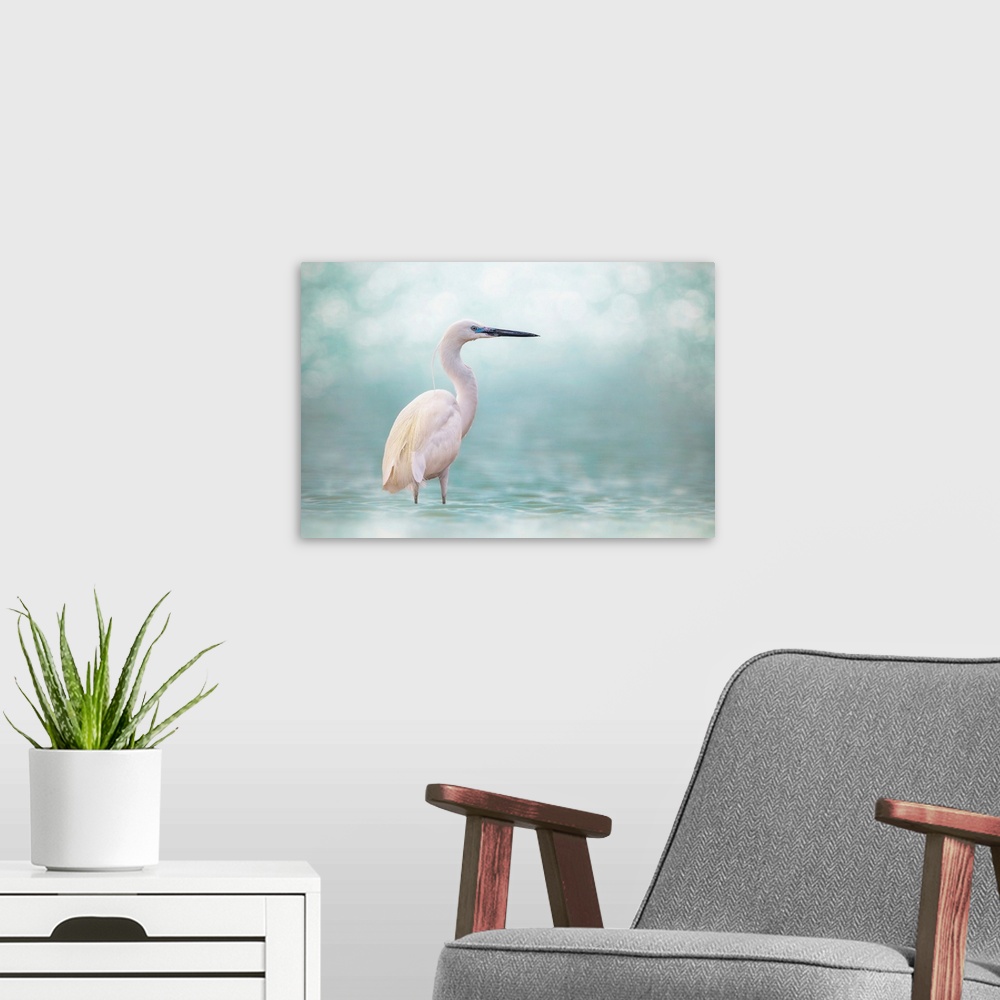 A modern room featuring Reef Heron
