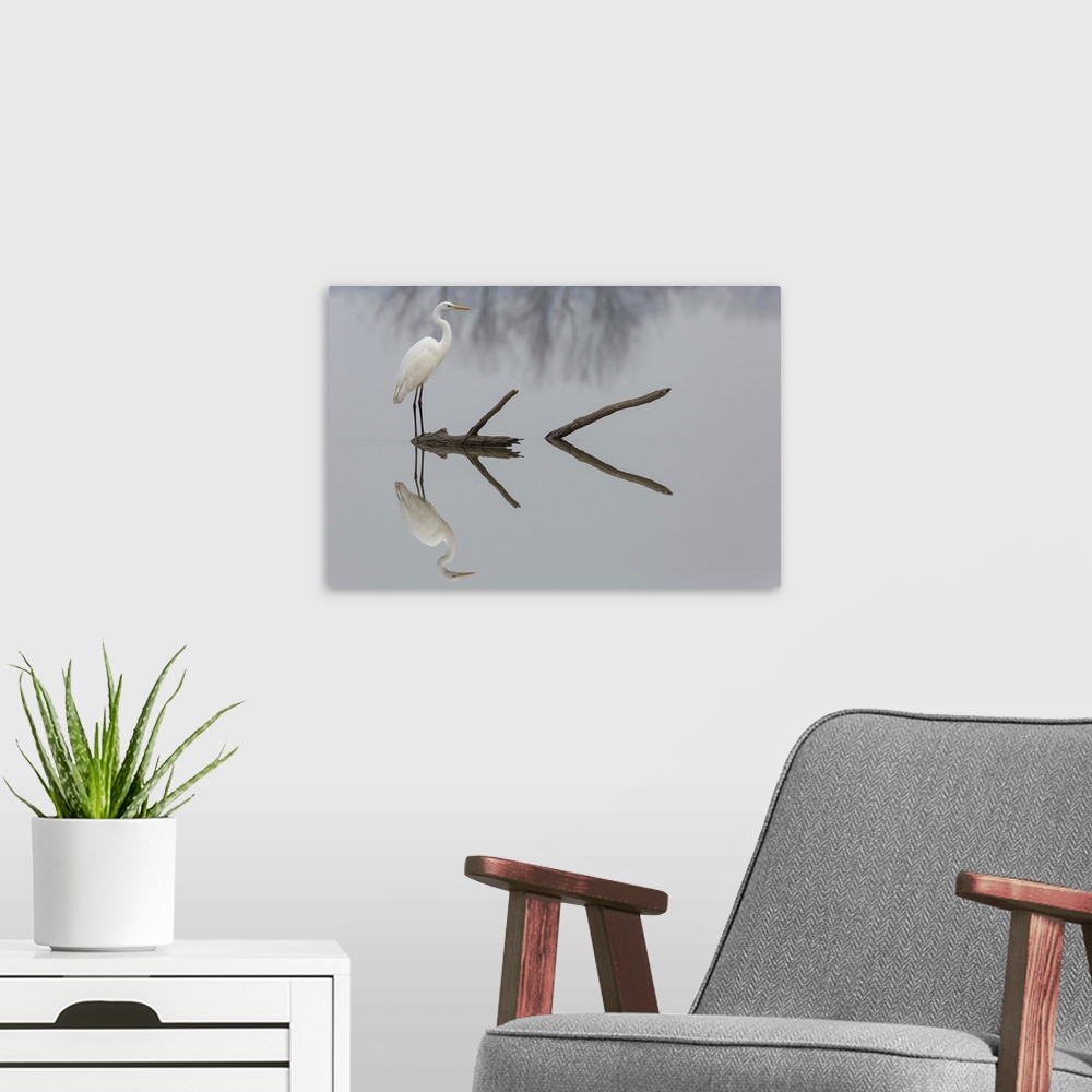 A modern room featuring A great white egret standing on a log in a lake, with its reflection below.