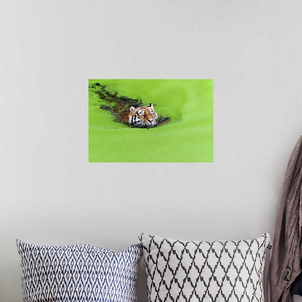A bohemian room featuring A tiger swims in a pond with a surface layer of bright green algae.