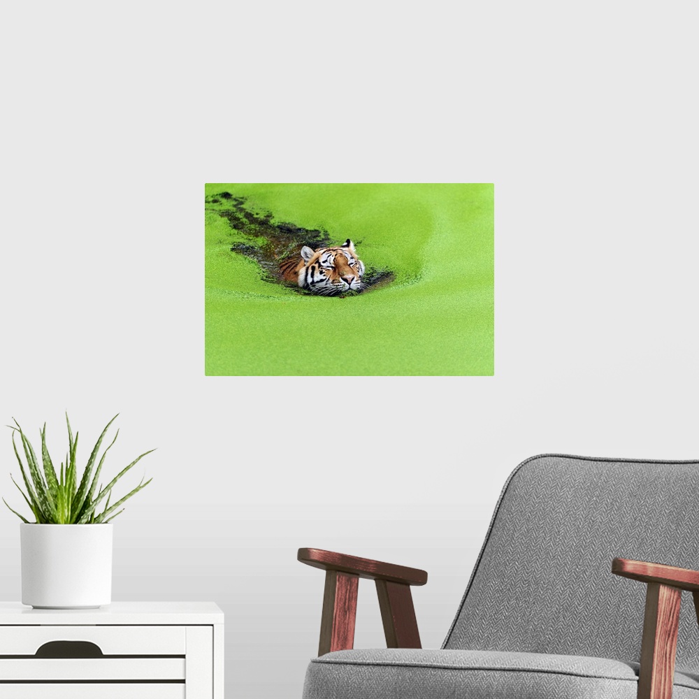 A modern room featuring A tiger swims in a pond with a surface layer of bright green algae.