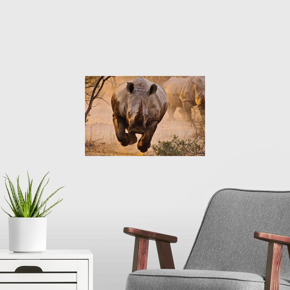 A modern room featuring A charging rhino with all four legs off the ground appears to hover.