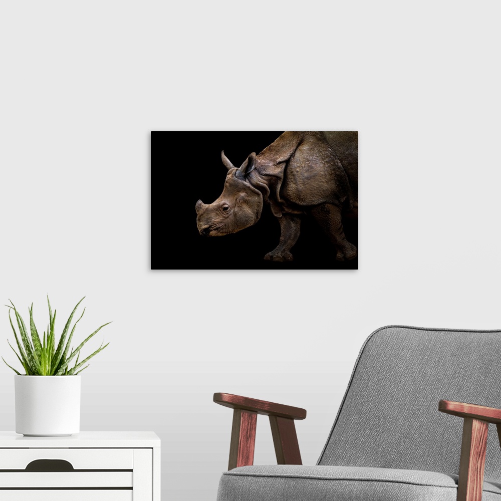 A modern room featuring Rhinoceros