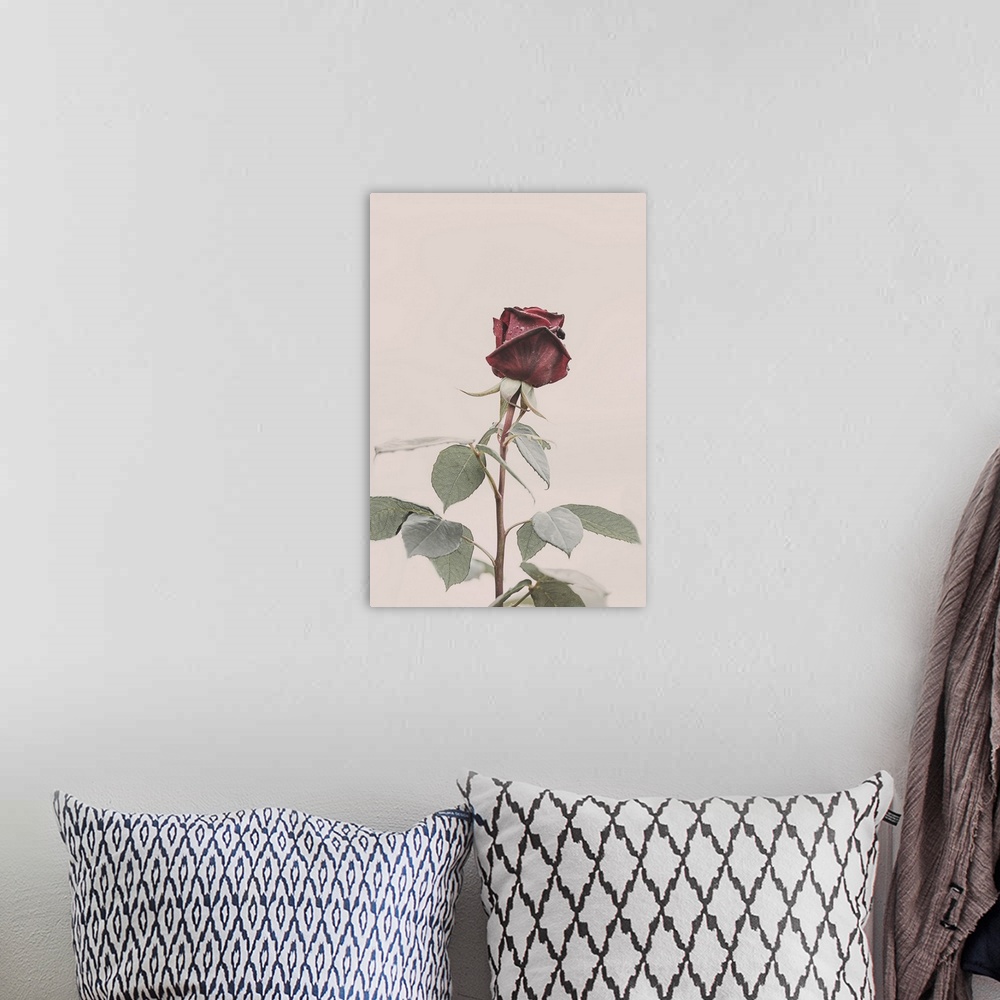 A bohemian room featuring Rose