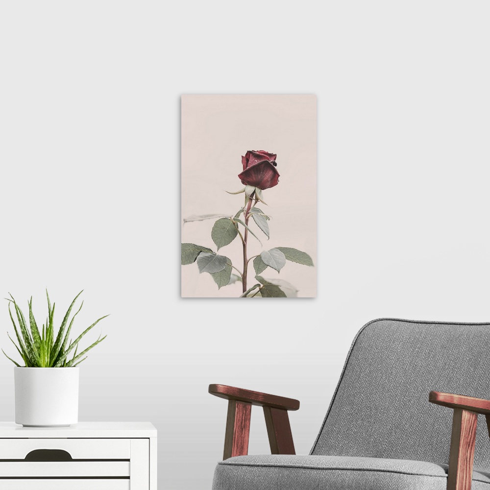 A modern room featuring Rose