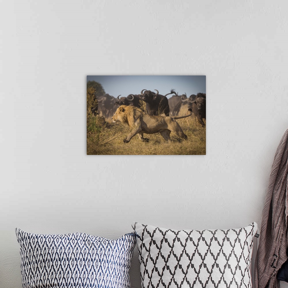 A bohemian room featuring A male lion running with large stampeding cape buffalo barreling in from the distance.