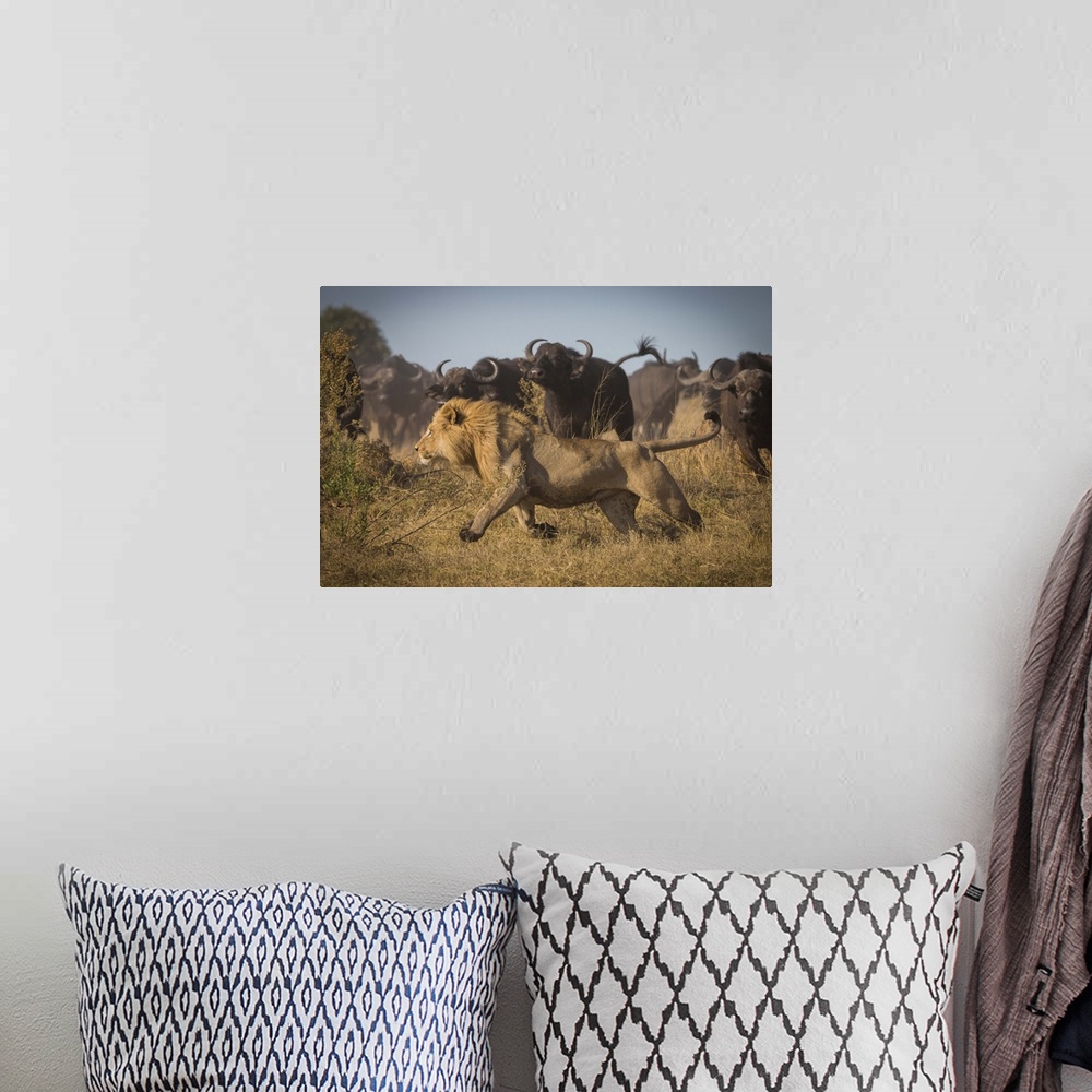A bohemian room featuring A male lion running with large stampeding cape buffalo barreling in from the distance.