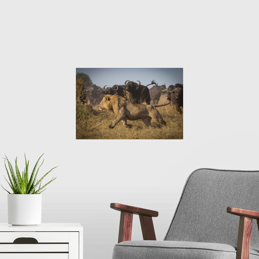 A modern room featuring A male lion running with large stampeding cape buffalo barreling in from the distance.