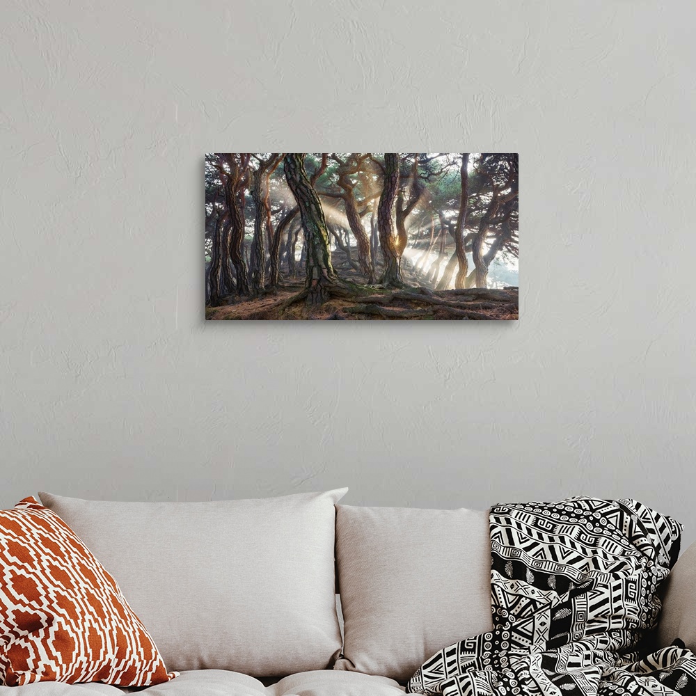 A bohemian room featuring Sacred Pine Trees