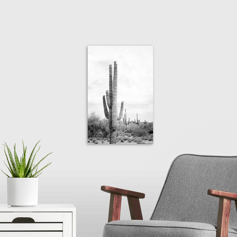 A modern room featuring Saguaro BaW