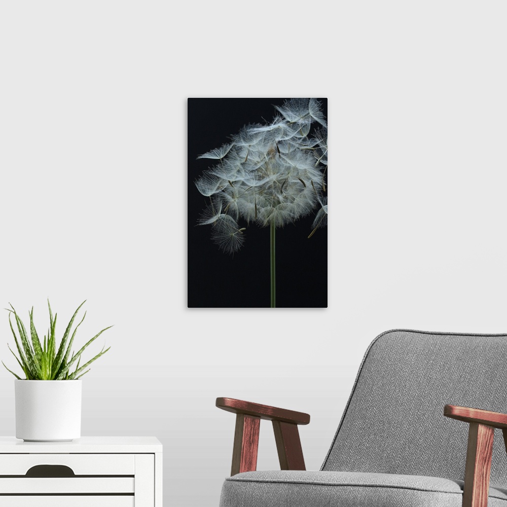 A modern room featuring Salsify Seed Head
