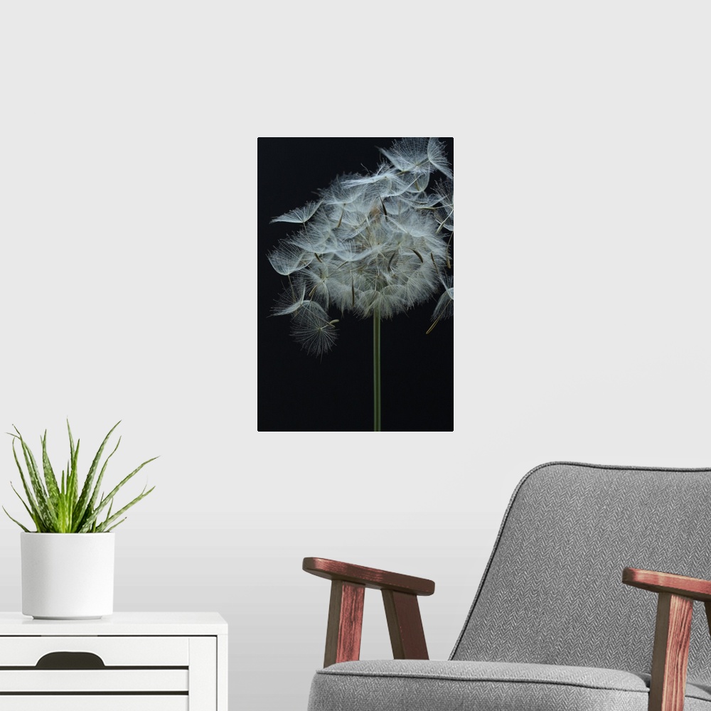 A modern room featuring Salsify Seed Head
