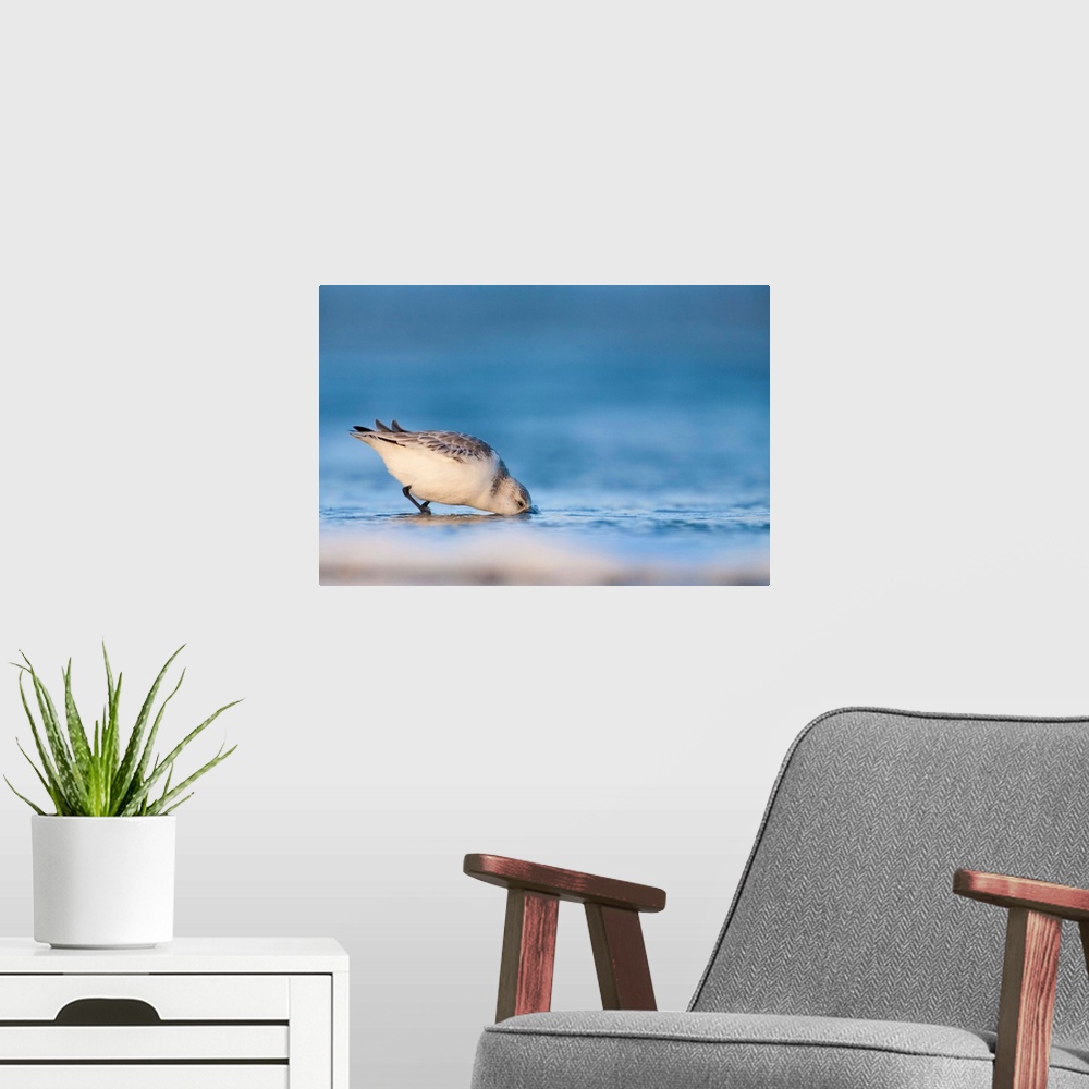 A modern room featuring A little Sanderling bird digs into the sand in search of food.