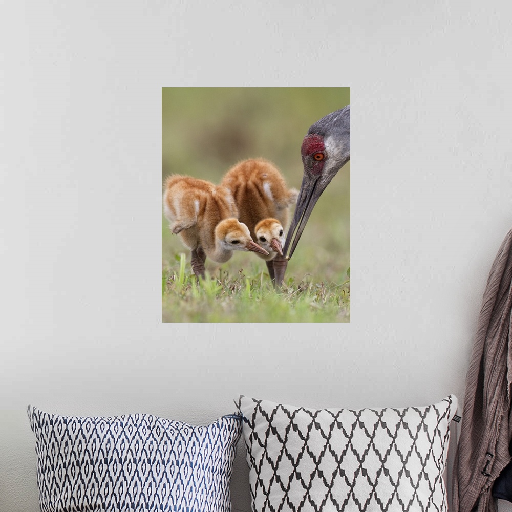 A bohemian room featuring A portrait of two baby sandhill cranes nuzzling beaks with their mother.