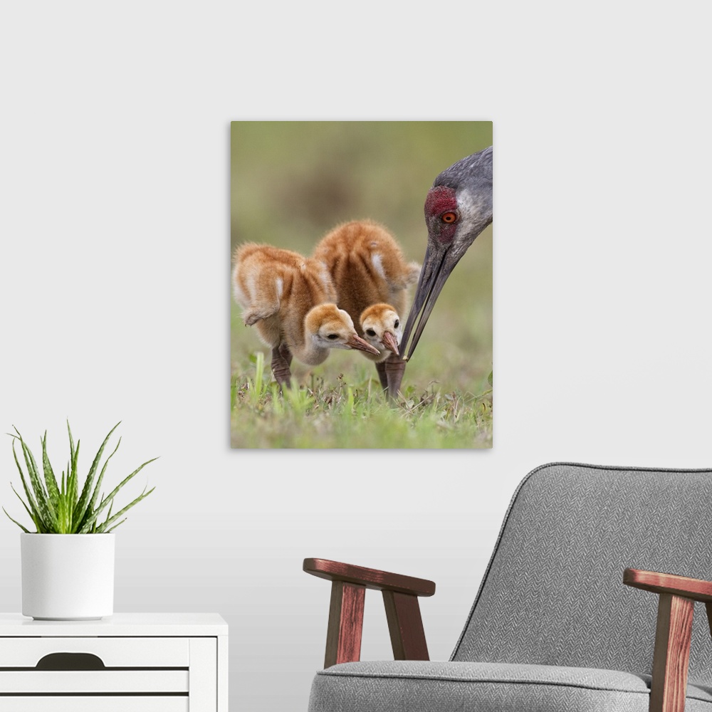 A modern room featuring A portrait of two baby sandhill cranes nuzzling beaks with their mother.