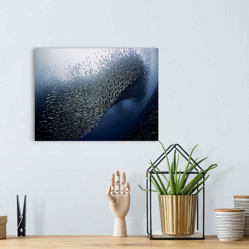 A bohemian room featuring A dynamic photograph of a school of fish swarming.