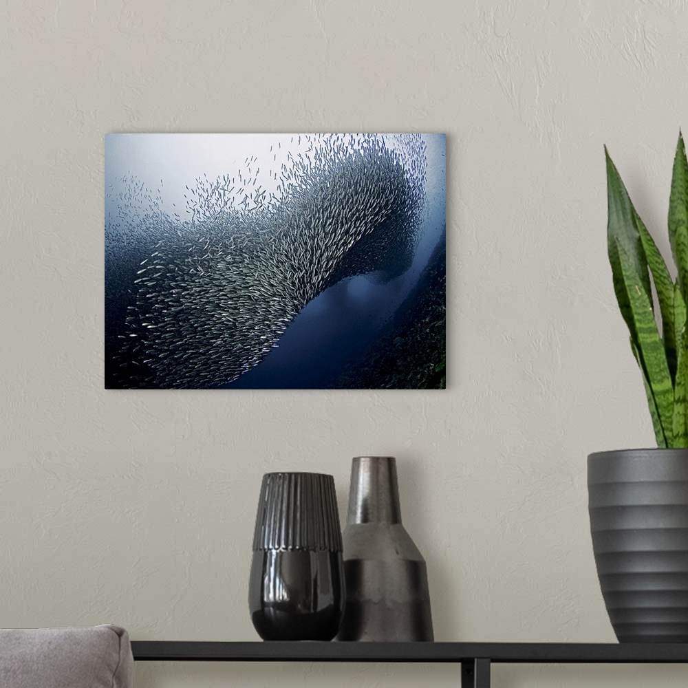 A modern room featuring A dynamic photograph of a school of fish swarming.