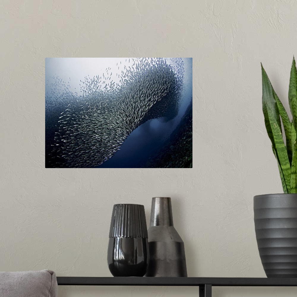 A modern room featuring A dynamic photograph of a school of fish swarming.
