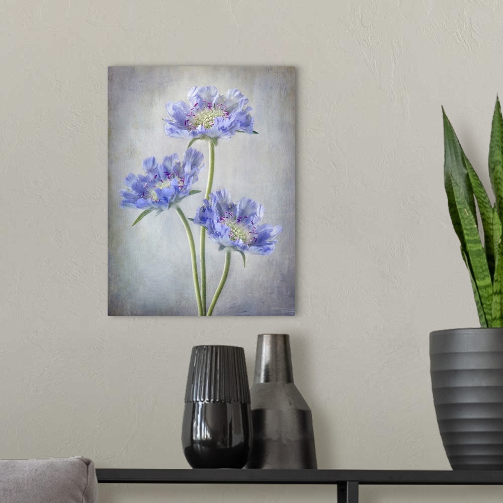 A modern room featuring Scabiosa