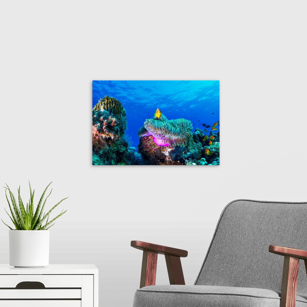 A modern room featuring Sea Life
