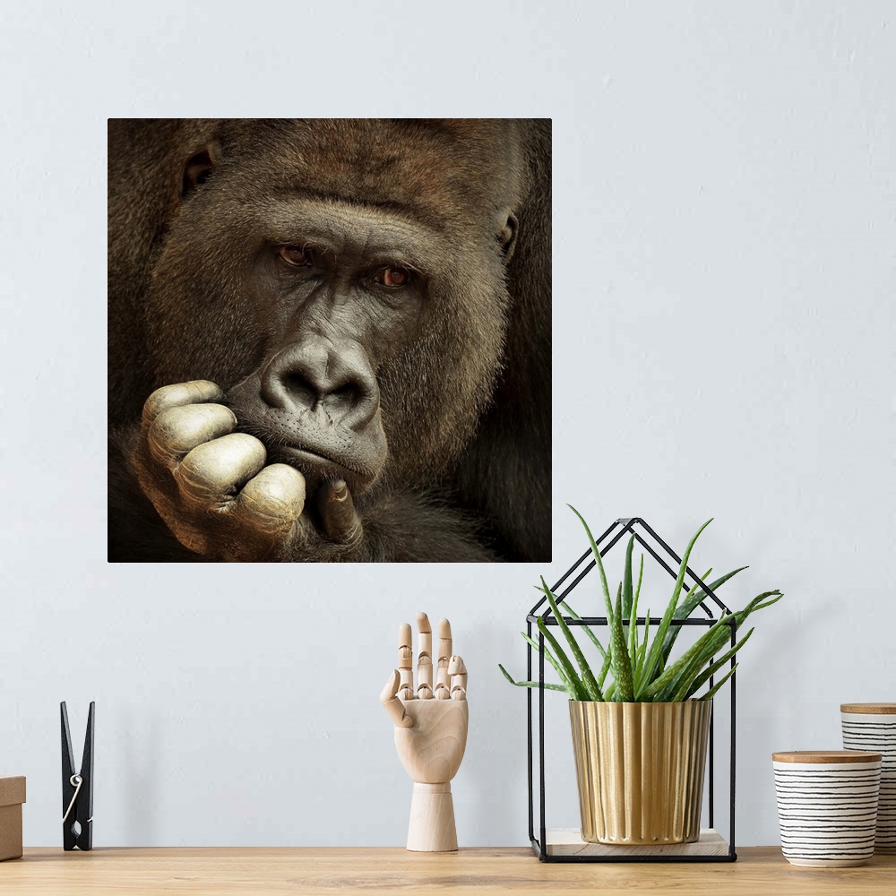 A bohemian room featuring Portrait of a gorilla with its hand on its chin looking at something thought.