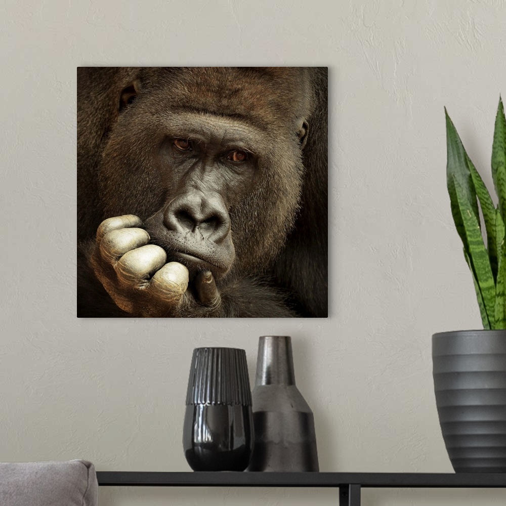 A modern room featuring Portrait of a gorilla with its hand on its chin looking at something thought.