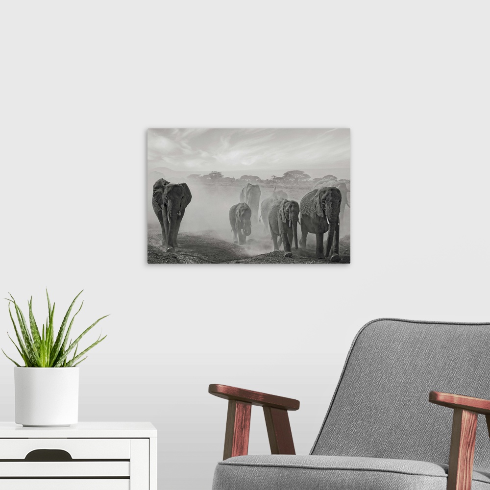 A modern room featuring Black and white image of a herd of African elephants walking through a dusty plain.
