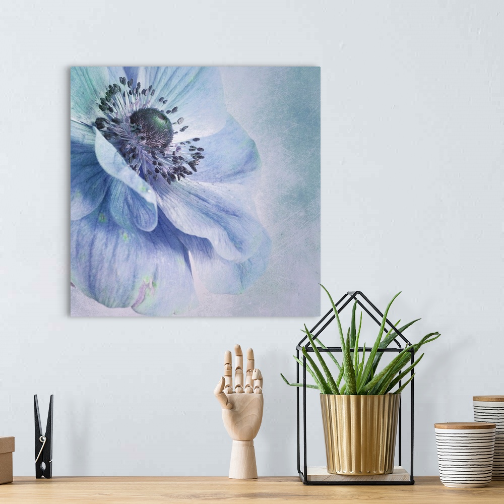 A bohemian room featuring Close up image of a flower with broad petals in blue tones.