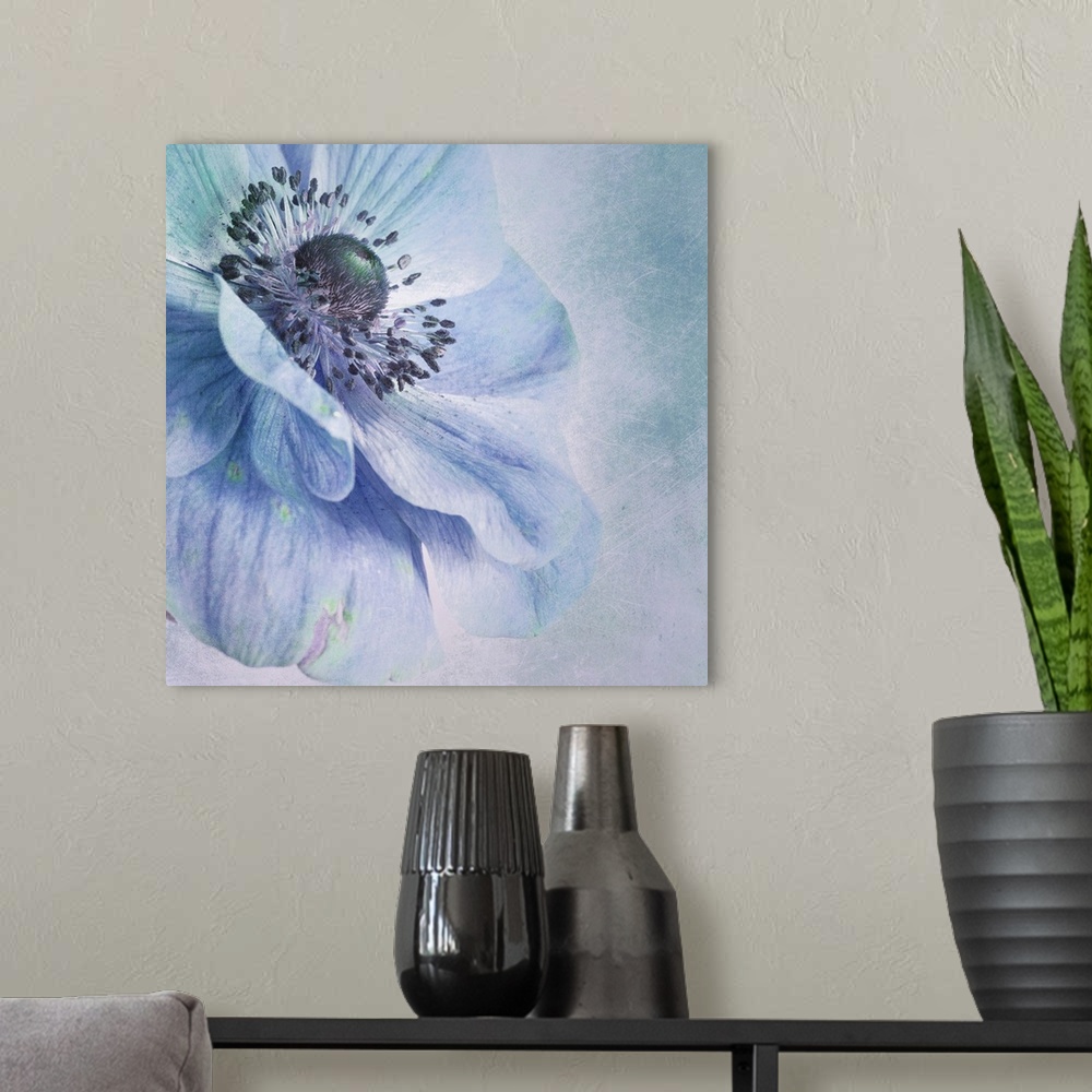 A modern room featuring Close up image of a flower with broad petals in blue tones.