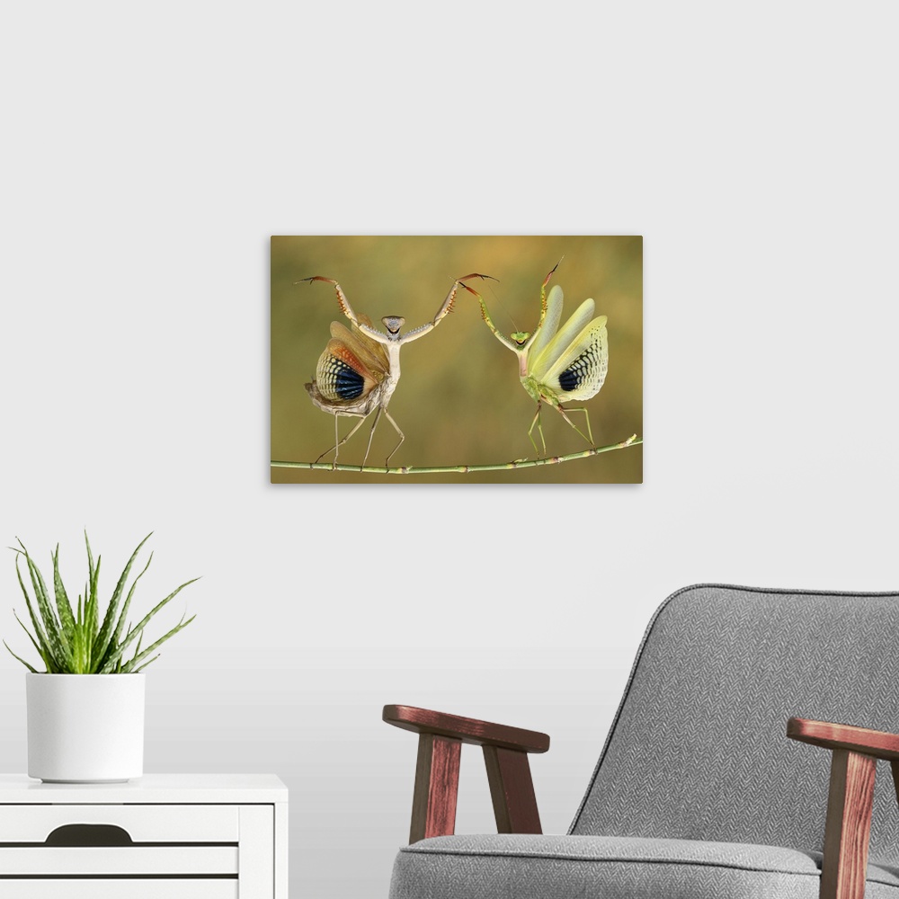 A modern room featuring Two Praying Mantises raising their forelegs and spreading their wings on a branch.