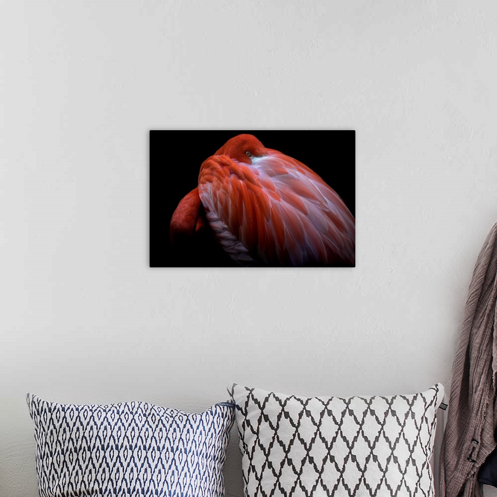 A bohemian room featuring A Caribbean Flamingo with its head buried in its feathers, with just its eye visible.