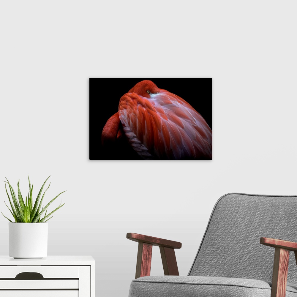 A modern room featuring A Caribbean Flamingo with its head buried in its feathers, with just its eye visible.