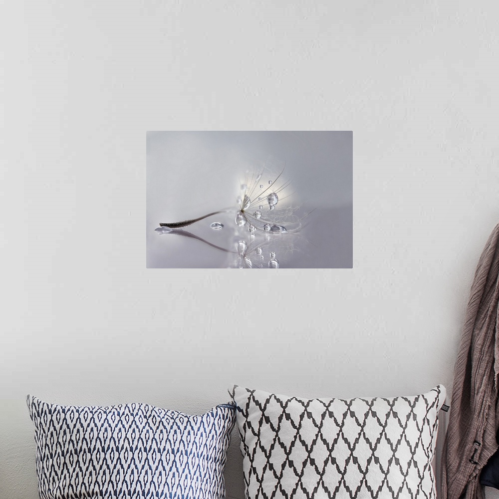 A bohemian room featuring Macro photo of a dandelion seed with water drops.