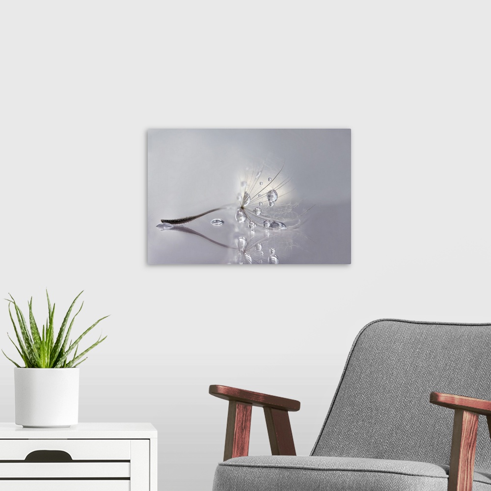 A modern room featuring Macro photo of a dandelion seed with water drops.