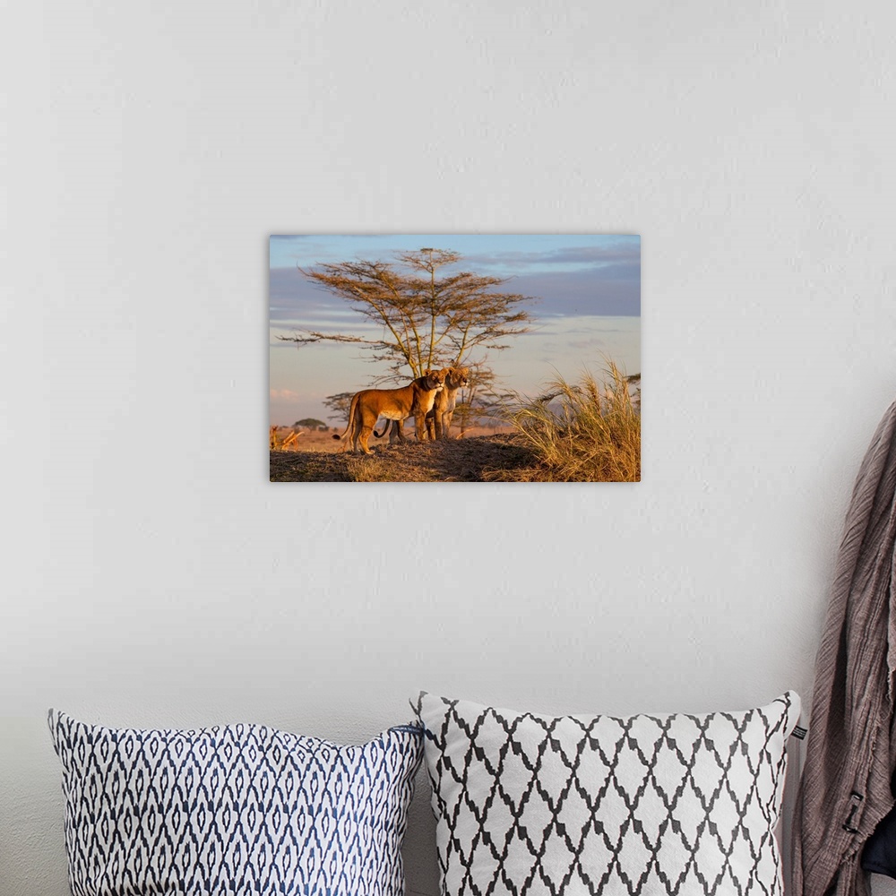 A bohemian room featuring Wildlife photograph of two lionesses in the savannah, Tanzania.