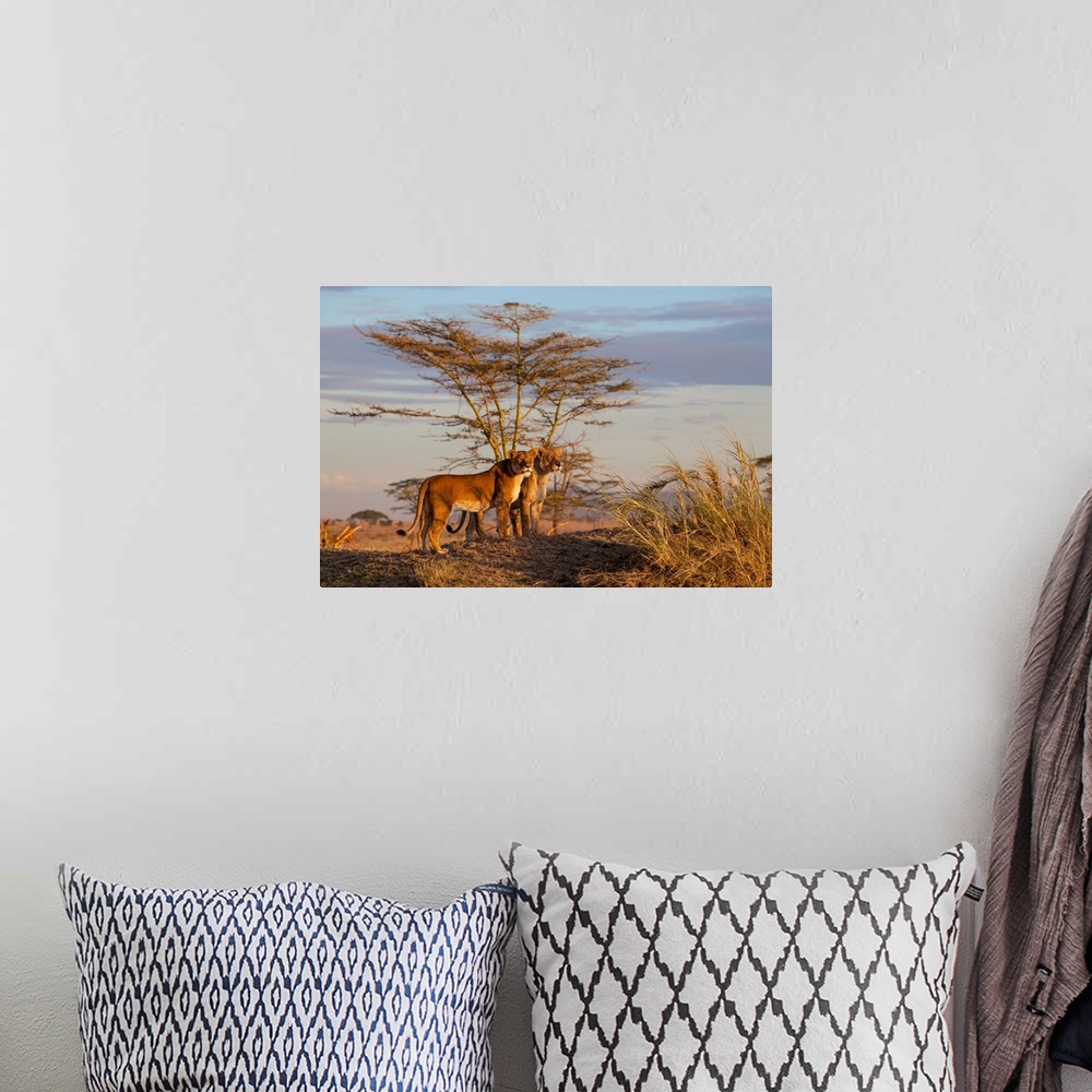 A bohemian room featuring Wildlife photograph of two lionesses in the savannah, Tanzania.