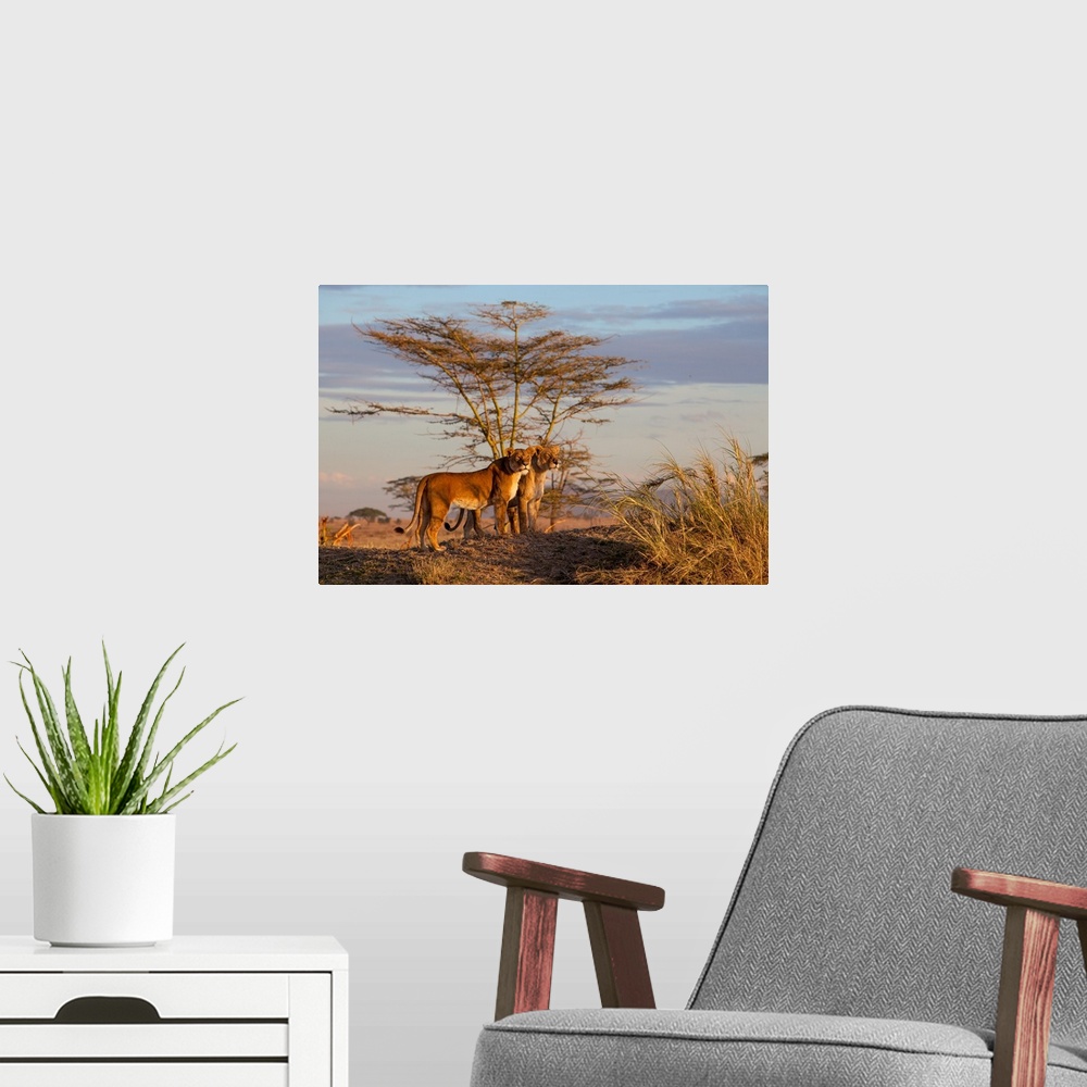 A modern room featuring Wildlife photograph of two lionesses in the savannah, Tanzania.