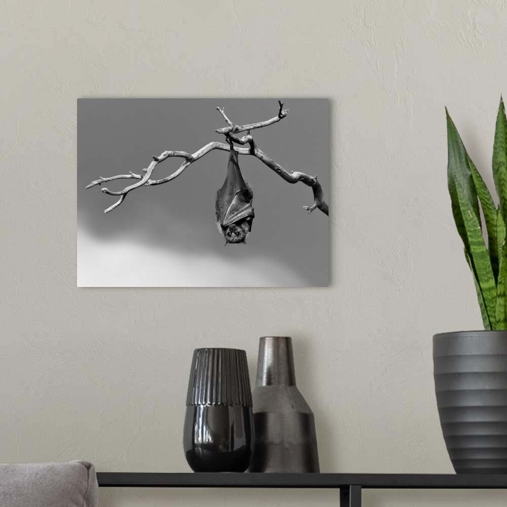 A modern room featuring A black and white photograph of a motionless bat hanging from a tree branch with its eyes open wide.