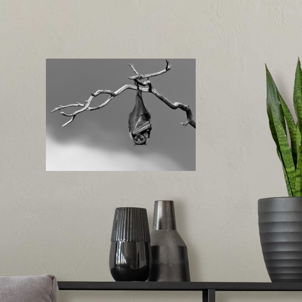 A modern room featuring A black and white photograph of a motionless bat hanging from a tree branch with its eyes open wide.