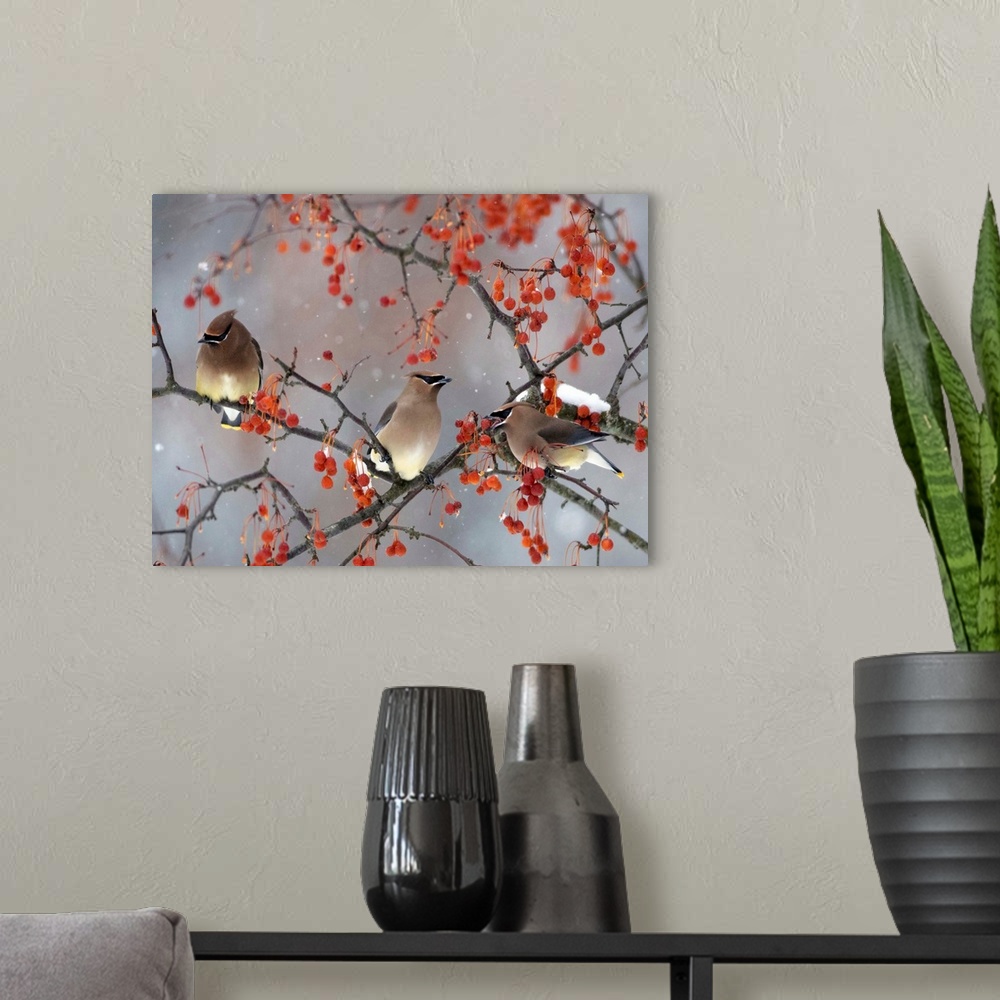 A modern room featuring Snow, Bird, And Tree
