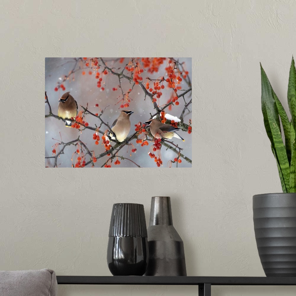 A modern room featuring Snow, Bird, And Tree