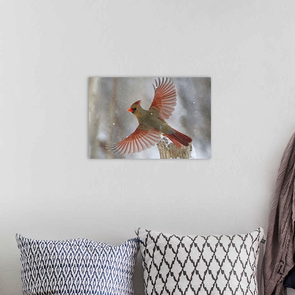 A bohemian room featuring A female Northern Cardinal takes flight in a light snowfall.