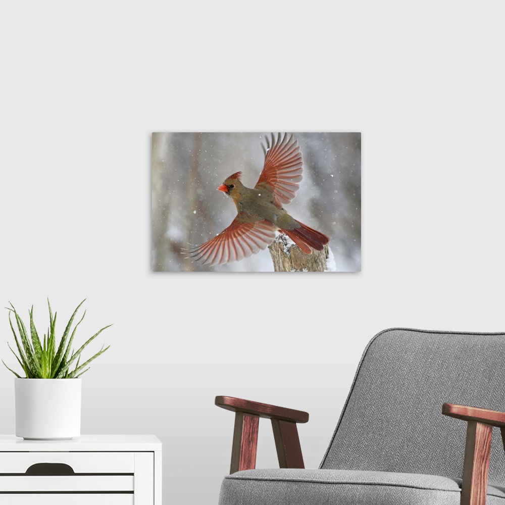 A modern room featuring A female Northern Cardinal takes flight in a light snowfall.