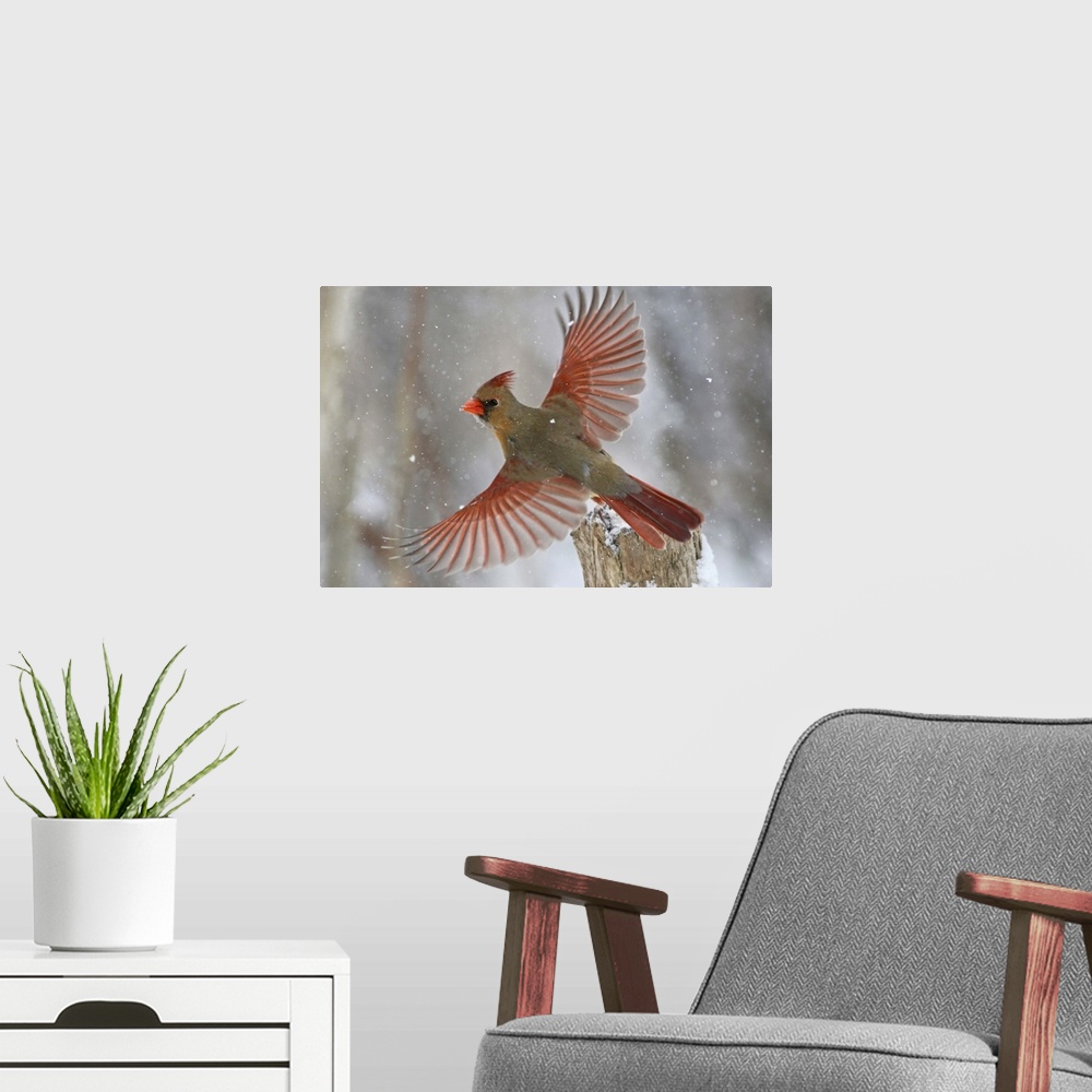A modern room featuring A female Northern Cardinal takes flight in a light snowfall.