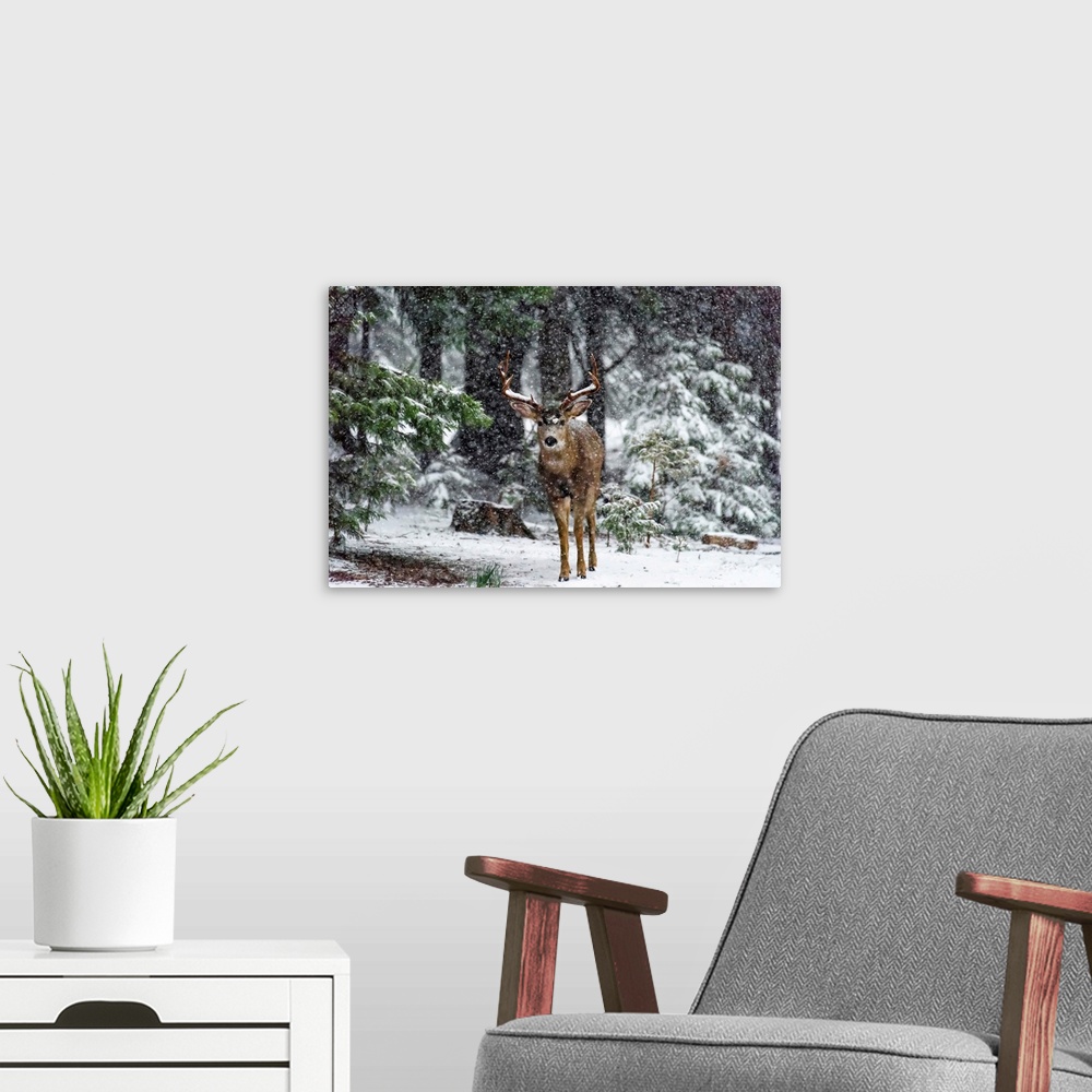 A modern room featuring Snow Storm And The Buck Deer