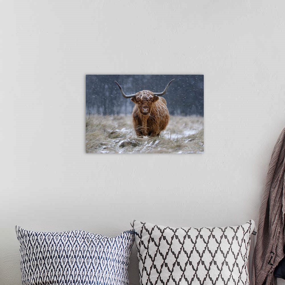 A bohemian room featuring Snowy Highland Cow