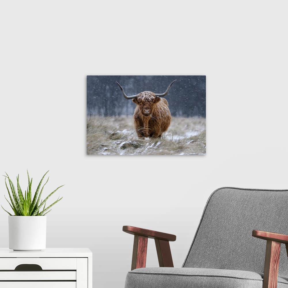 A modern room featuring Snowy Highland Cow