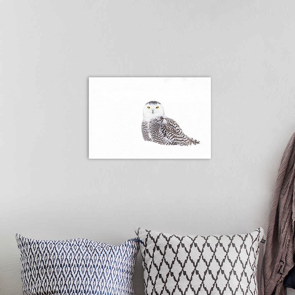 A bohemian room featuring Snowy Owl In Winter Snow